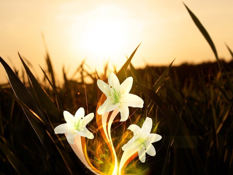 White Lilies in Field — Serene