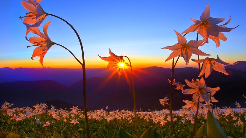 White Lilies in Field