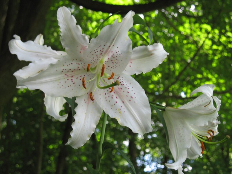 White Lilies in Forest