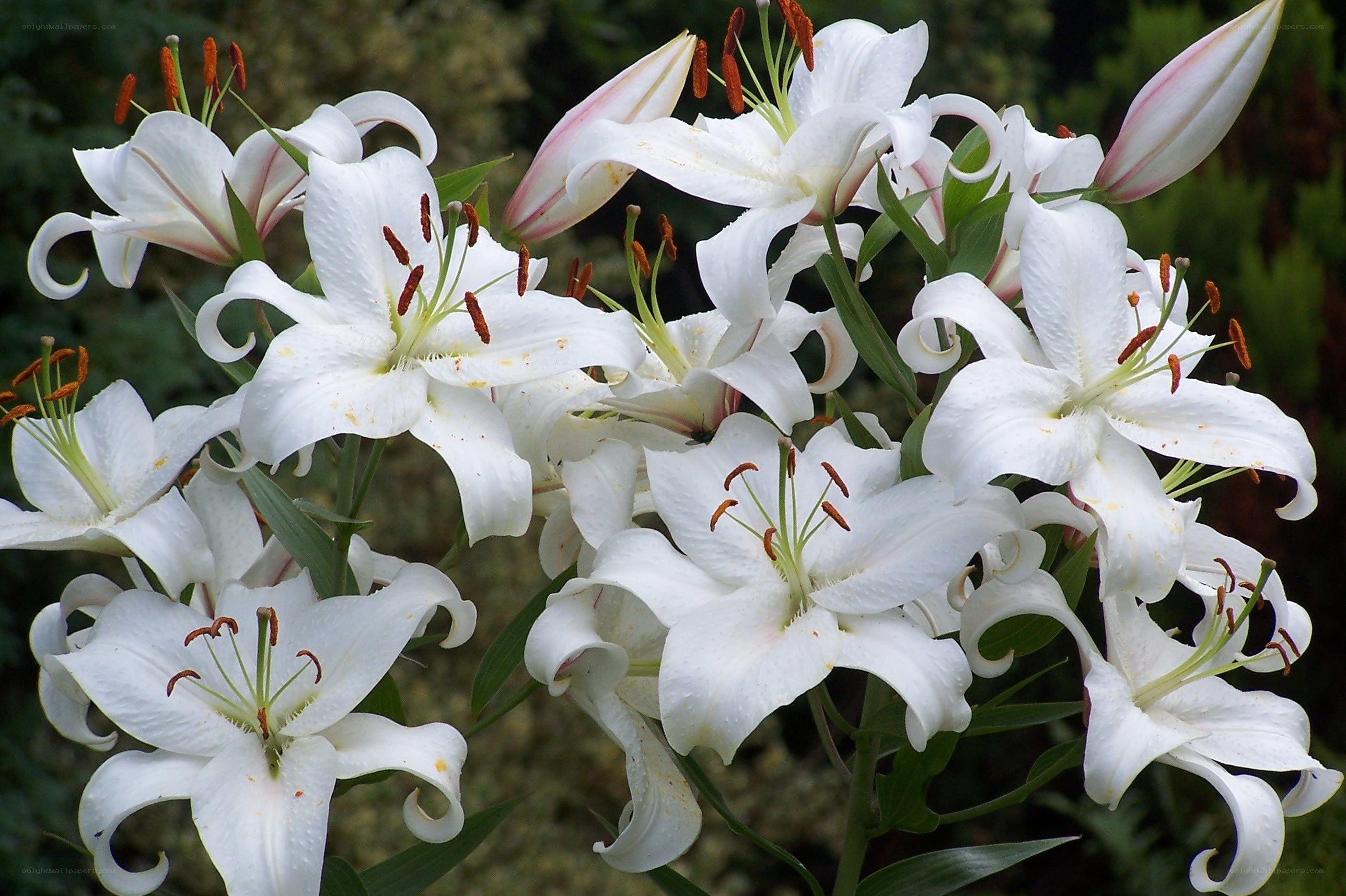 White lilies in full bloom