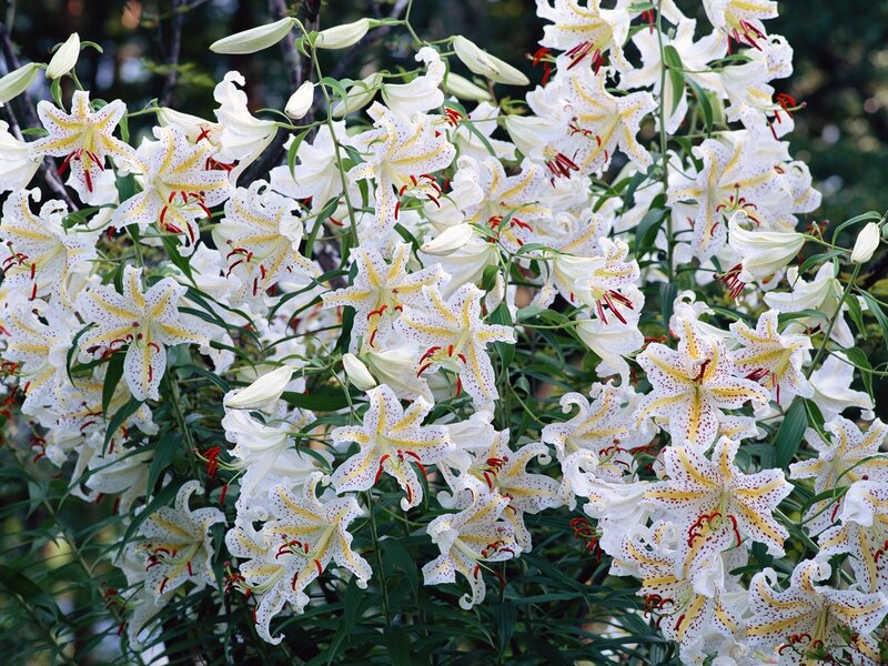 white lilies in full bloom