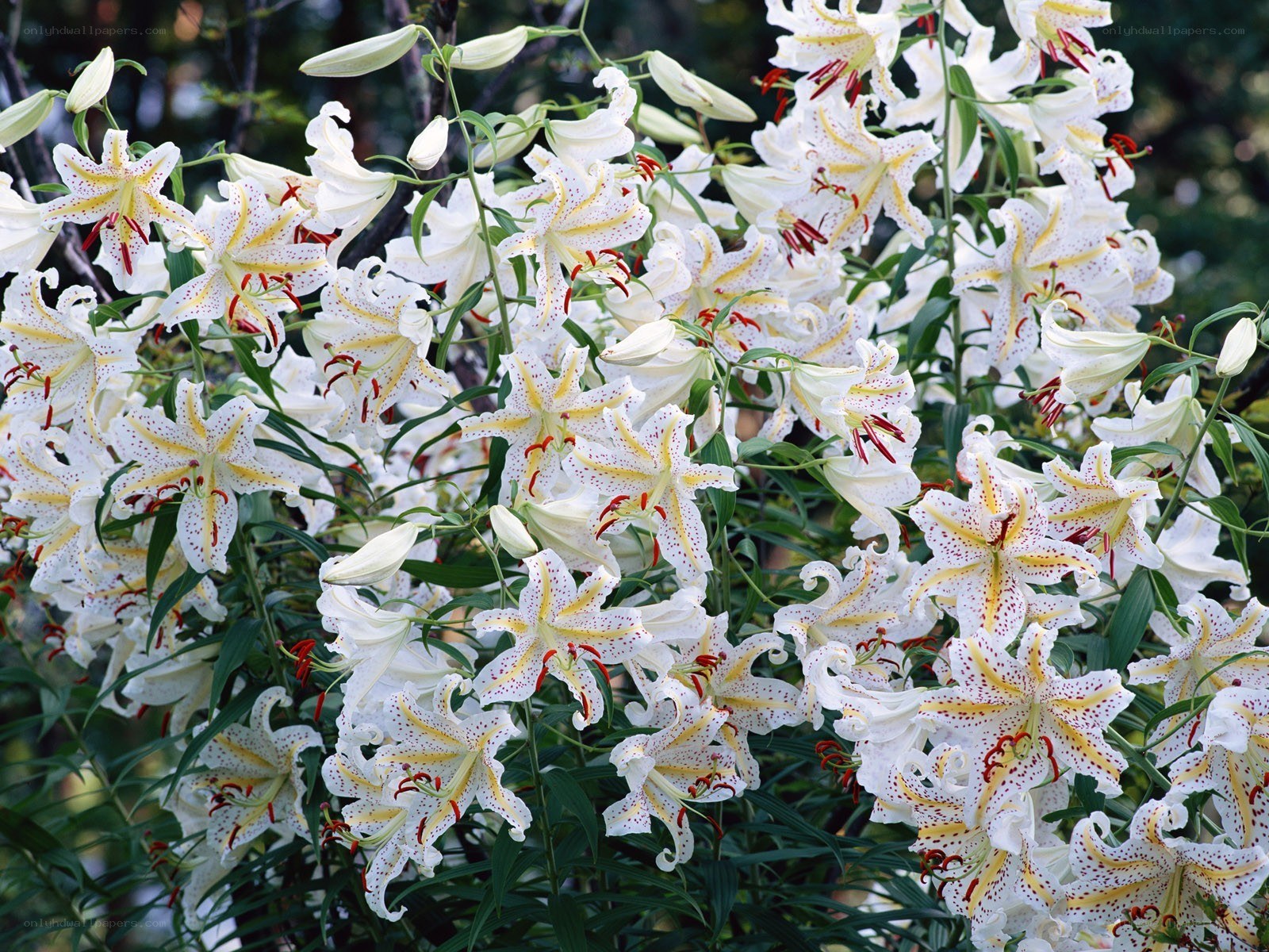 white lilies in full bloom