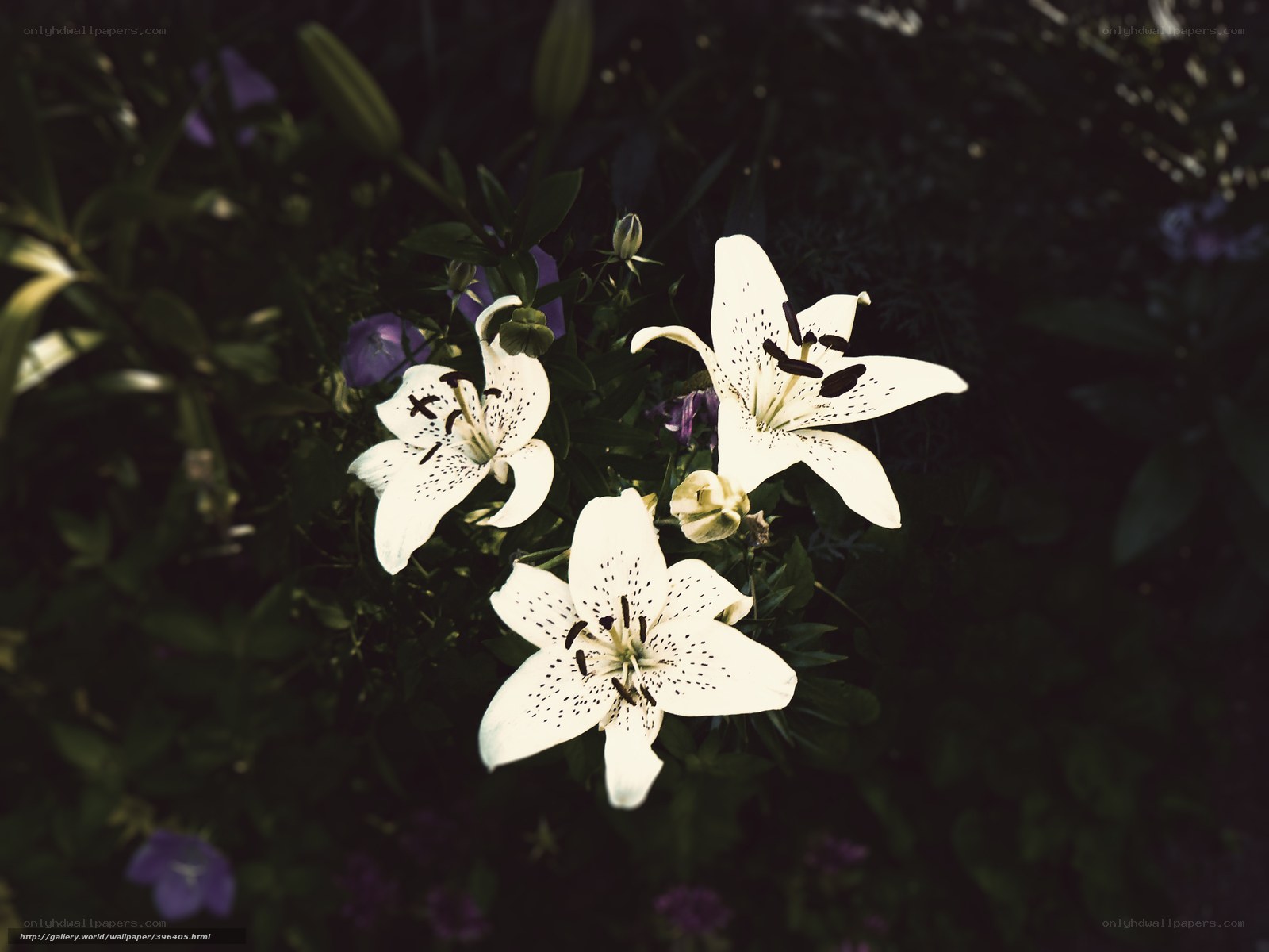 White lilies in garden