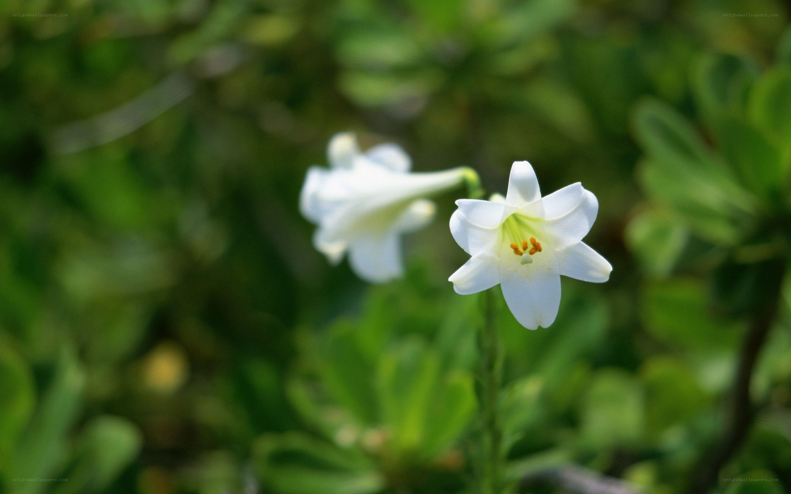 white lilies in garden