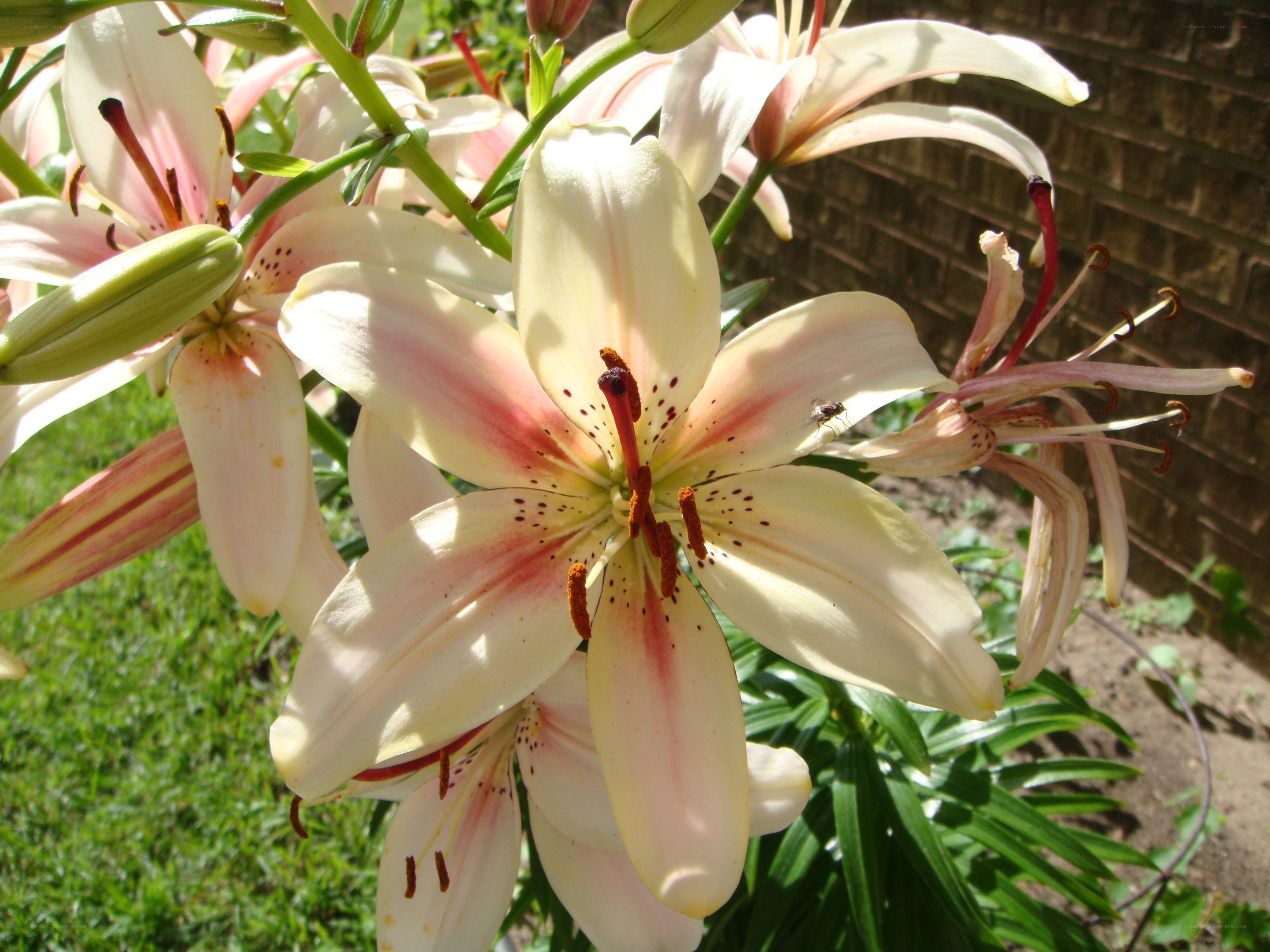 white lilies in garden