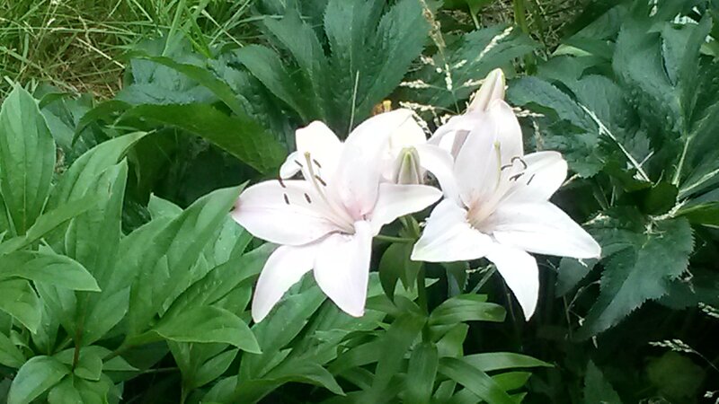 White Lilies in Garden — Green