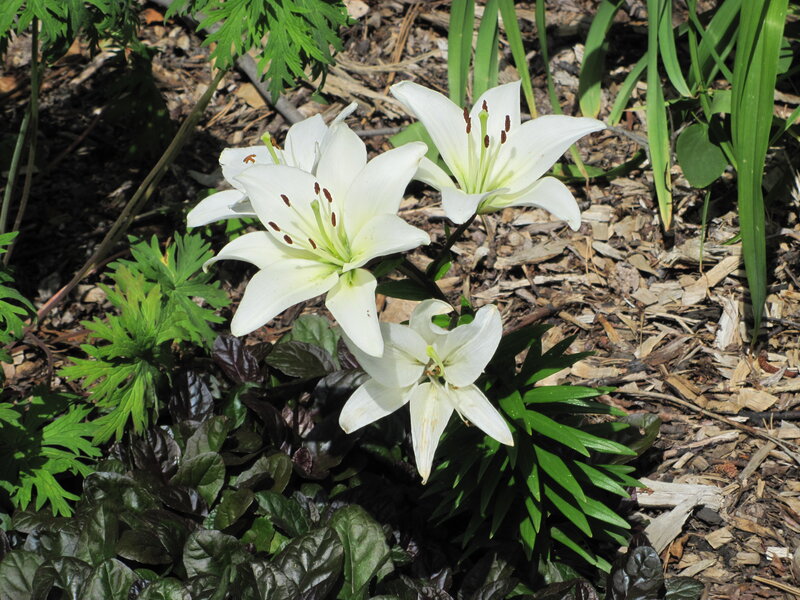 White Lilies in Garden — Serene, Afternoon, Photograph