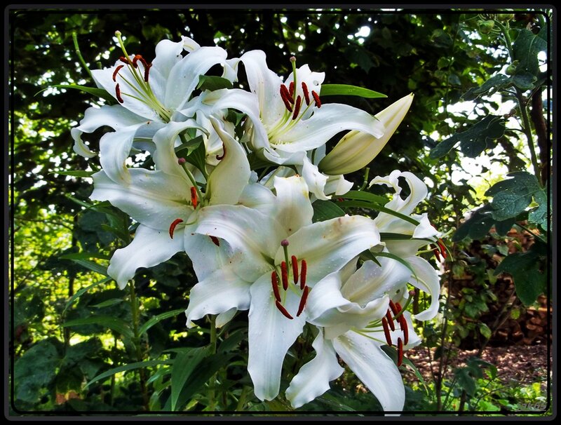 White Lilies in Garden — Serene, Afternoon