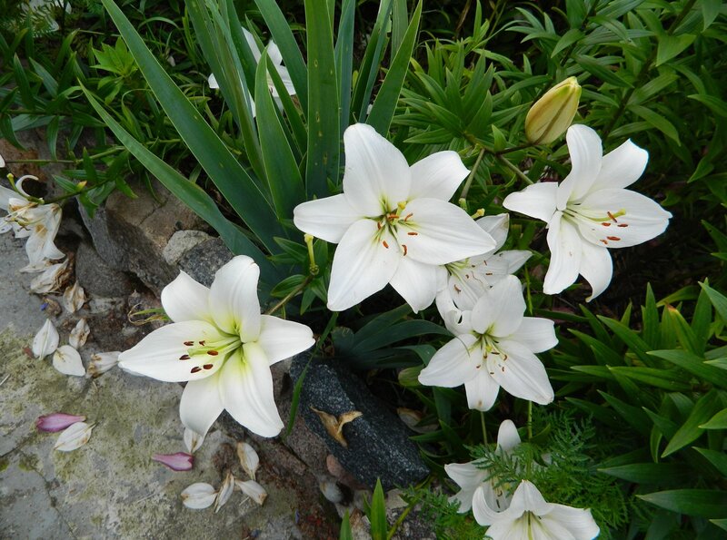 White Lilies in Garden — Serene, Spring, Photograph