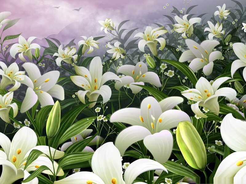 White Lilies in Garden — Serene, Spring
