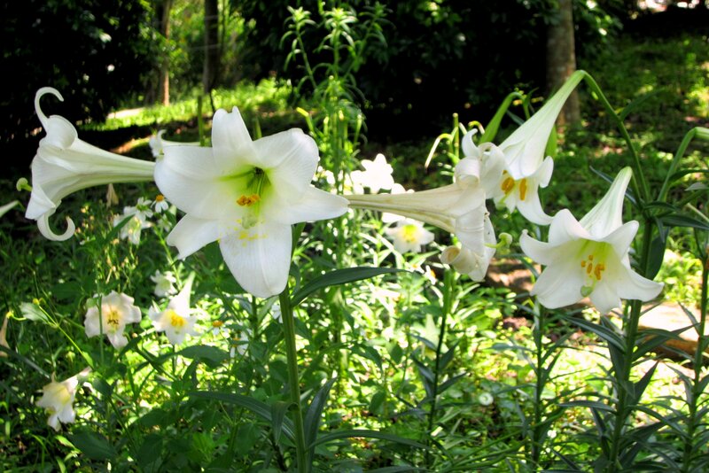 White Lilies in Garden — Serene