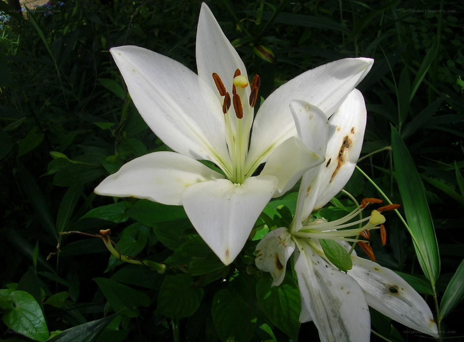 White lilies in garden