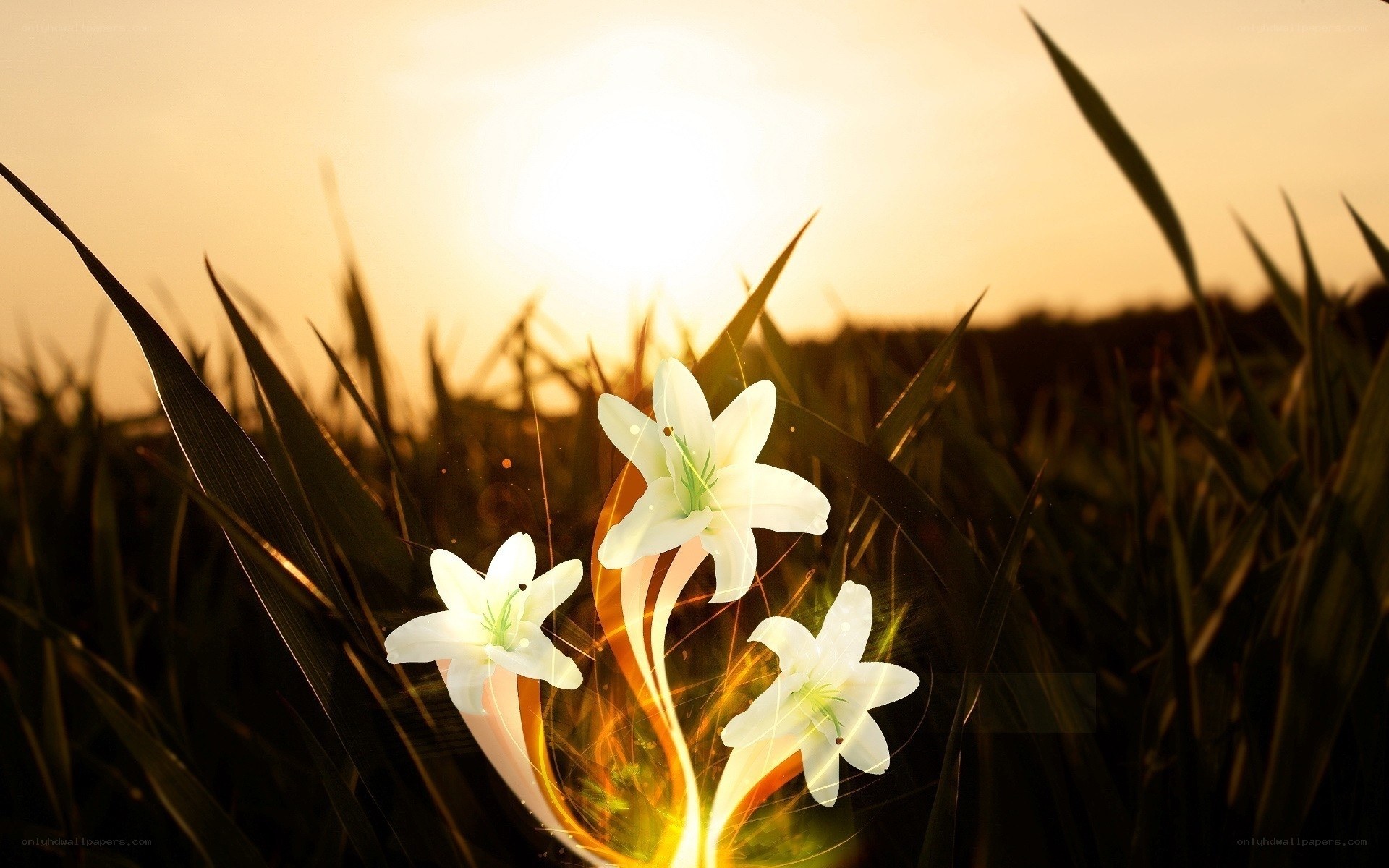 White lilies in golden light