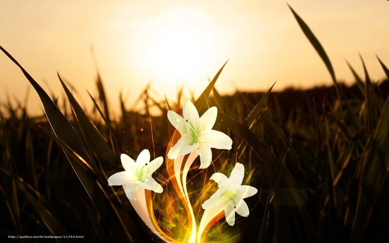 White lilies in golden light