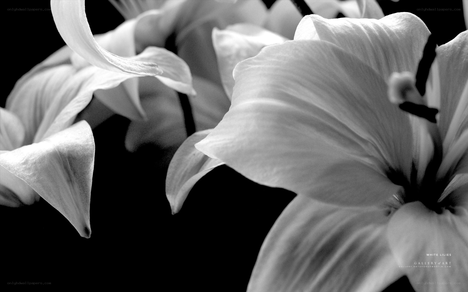 White Lilies in Monochrome