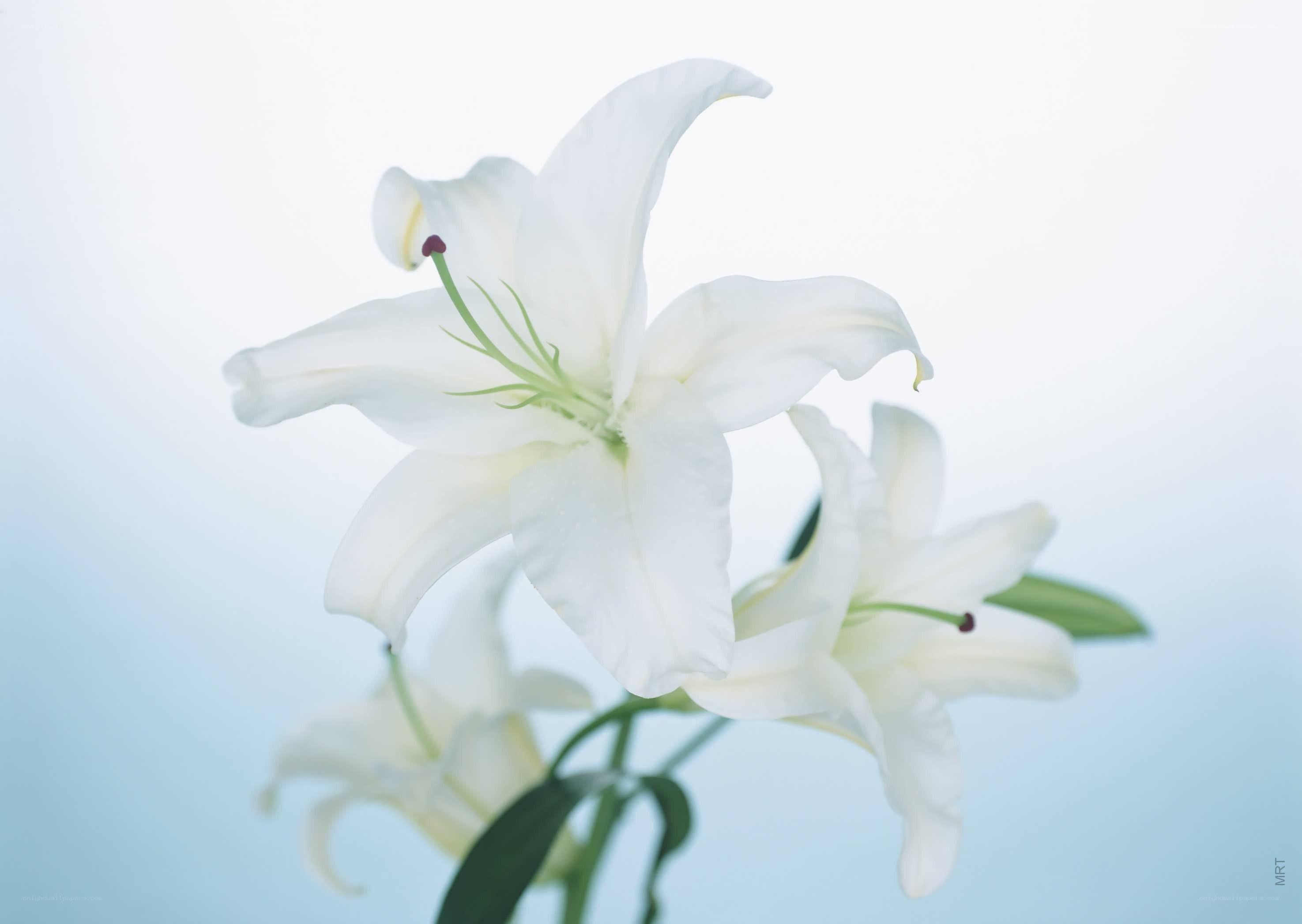 White lilies in soft light