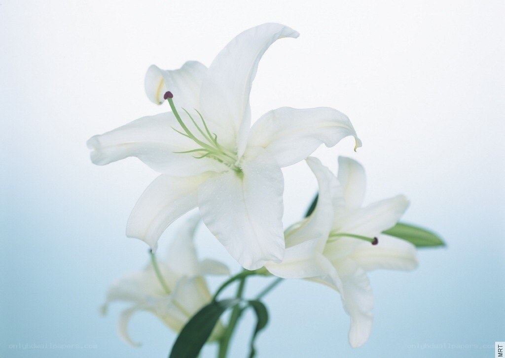 White lilies in soft light