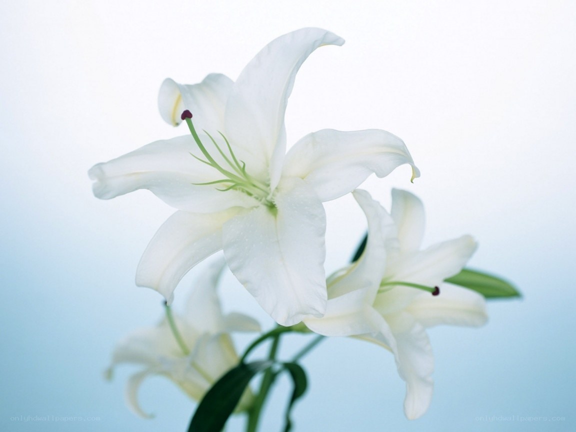 White lilies in soft light