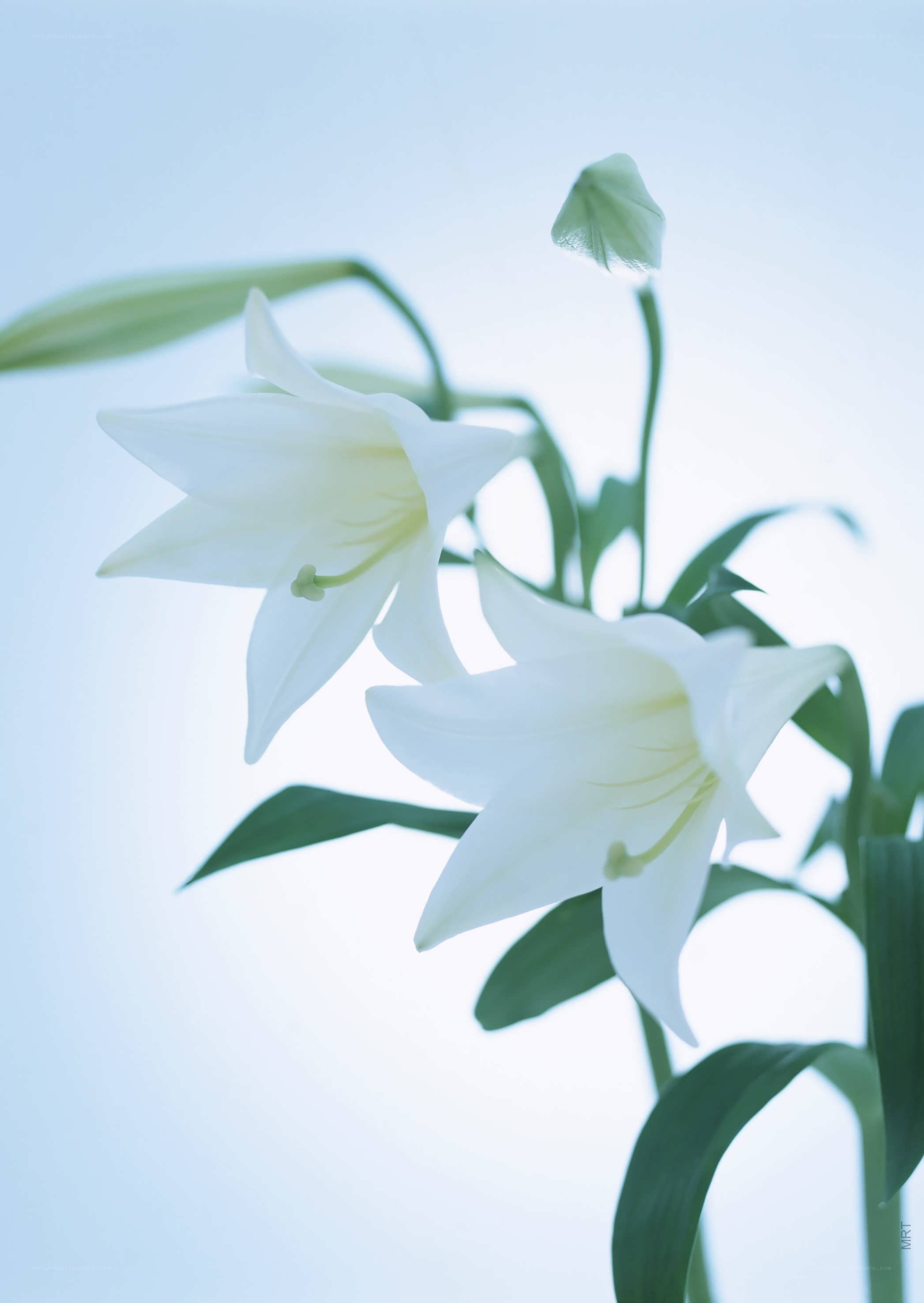 White lilies in soft light
