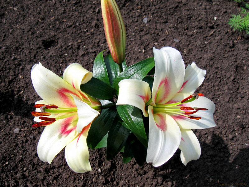White Lilies in Soil