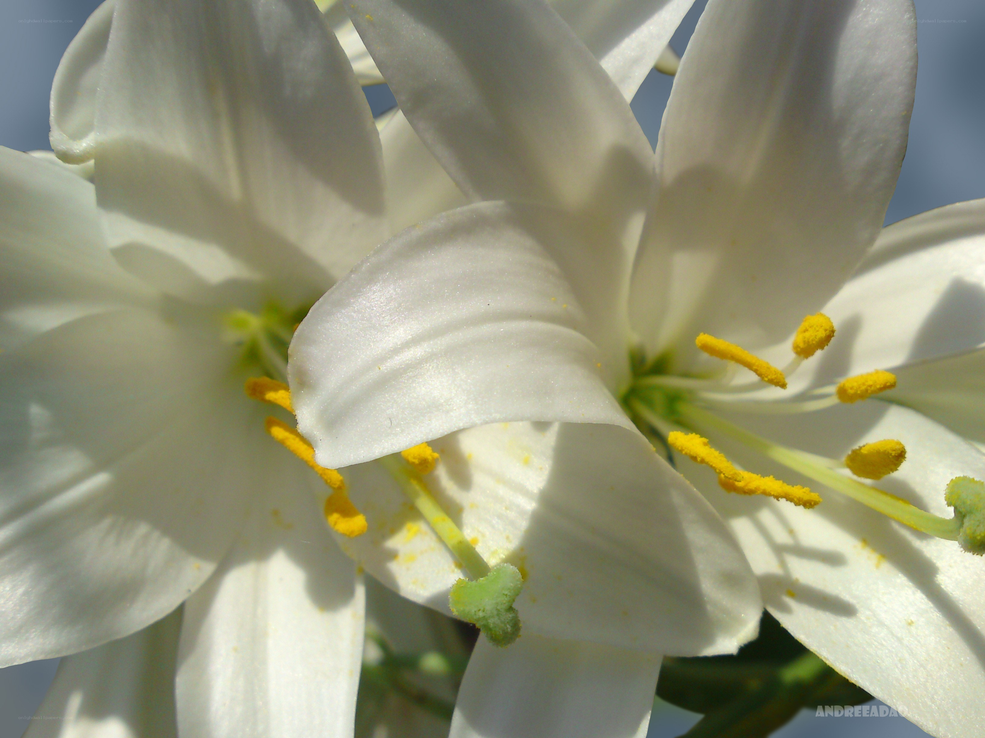 white lilies in sunlight