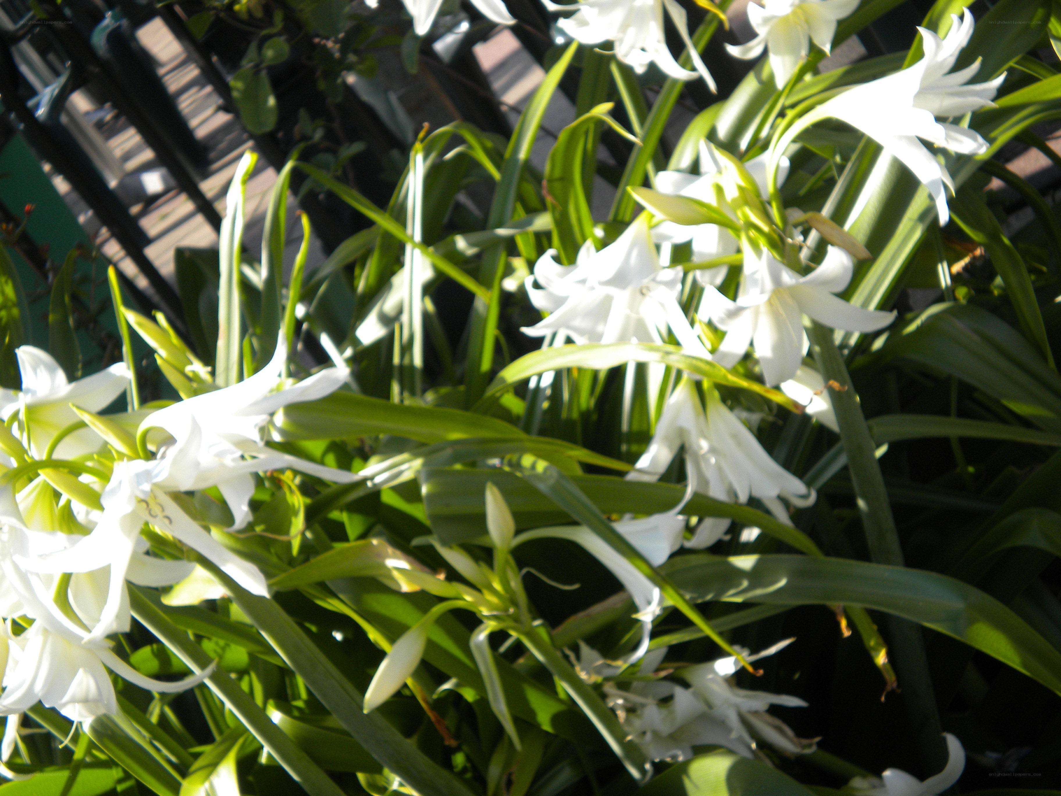 White lilies in sunlight