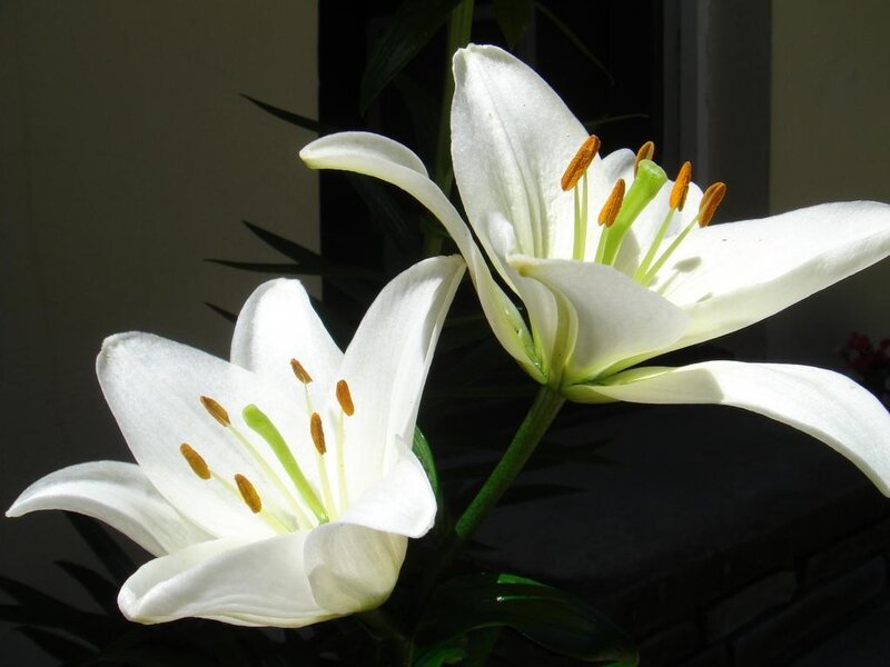 white lilies in sunlight