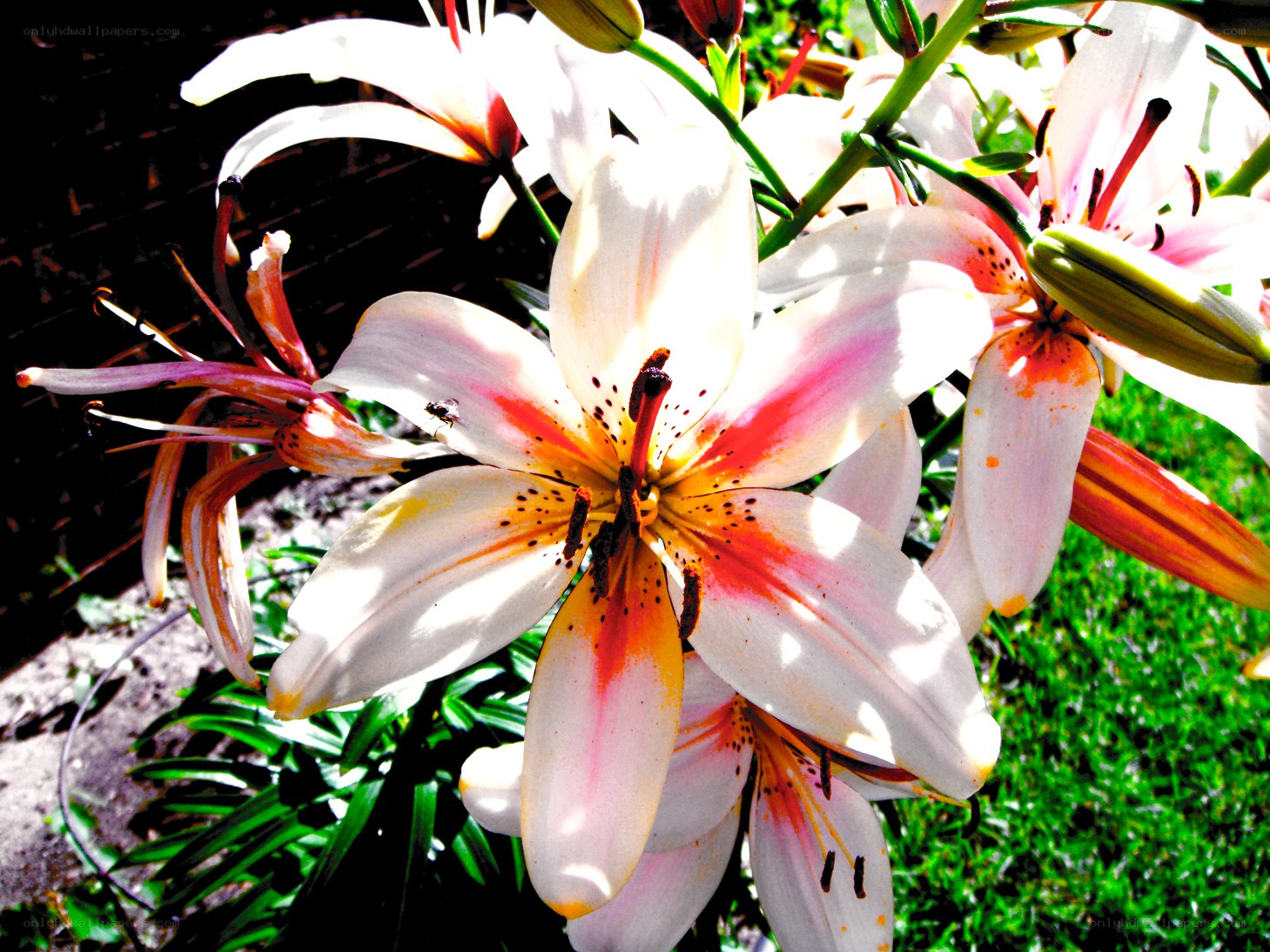White lilies in sunlight