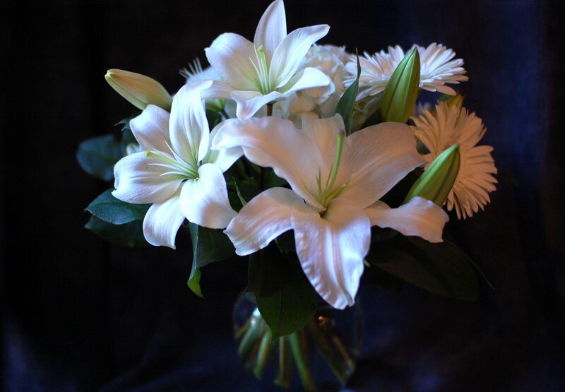 White Lilies in Vase — Dramatic, Photograph, Flowers