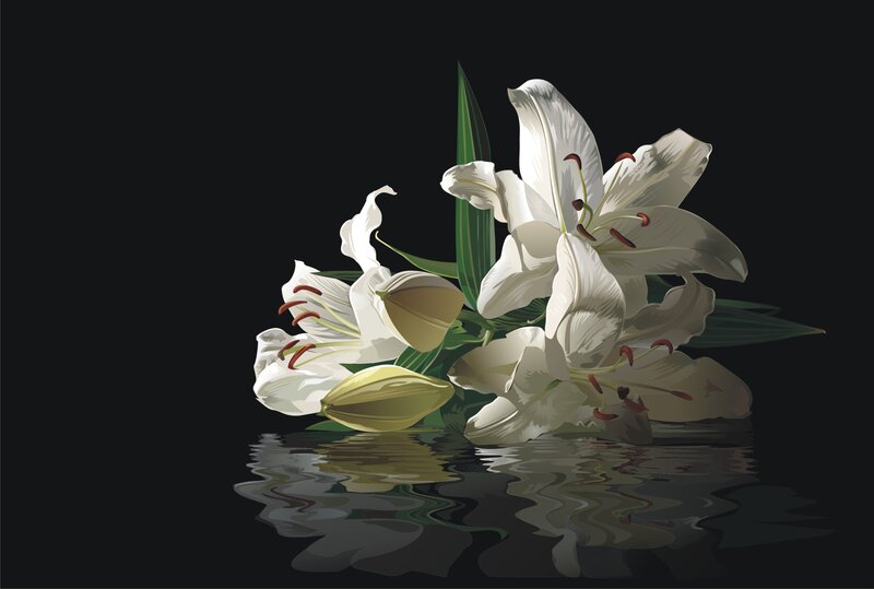 White Lilies in Water