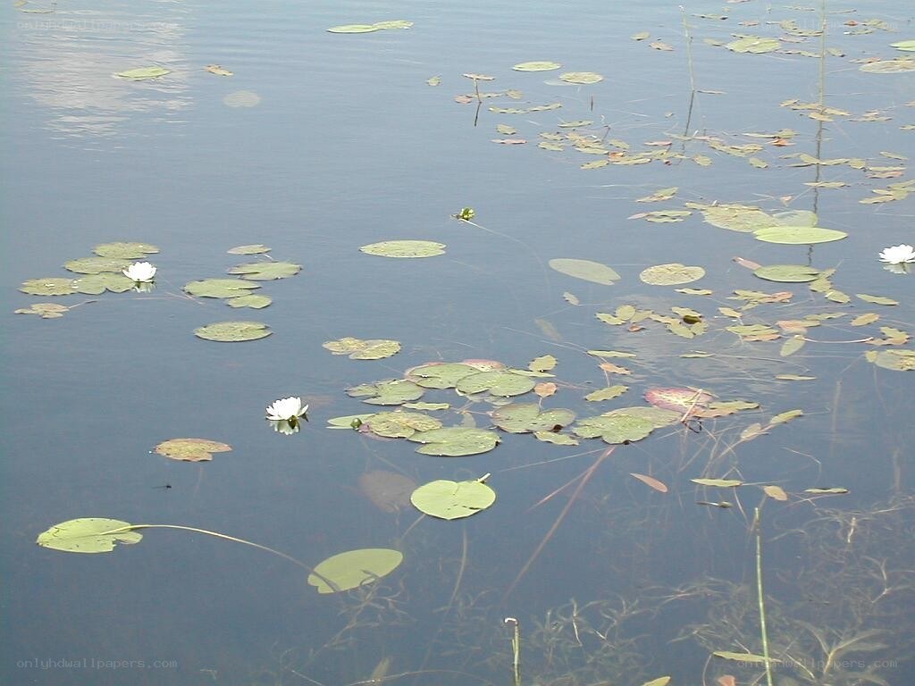 White lilies on a pond