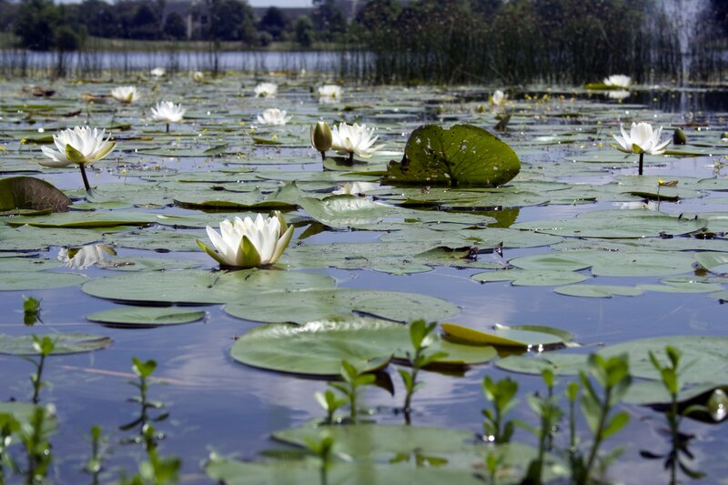 White lilies on a pond