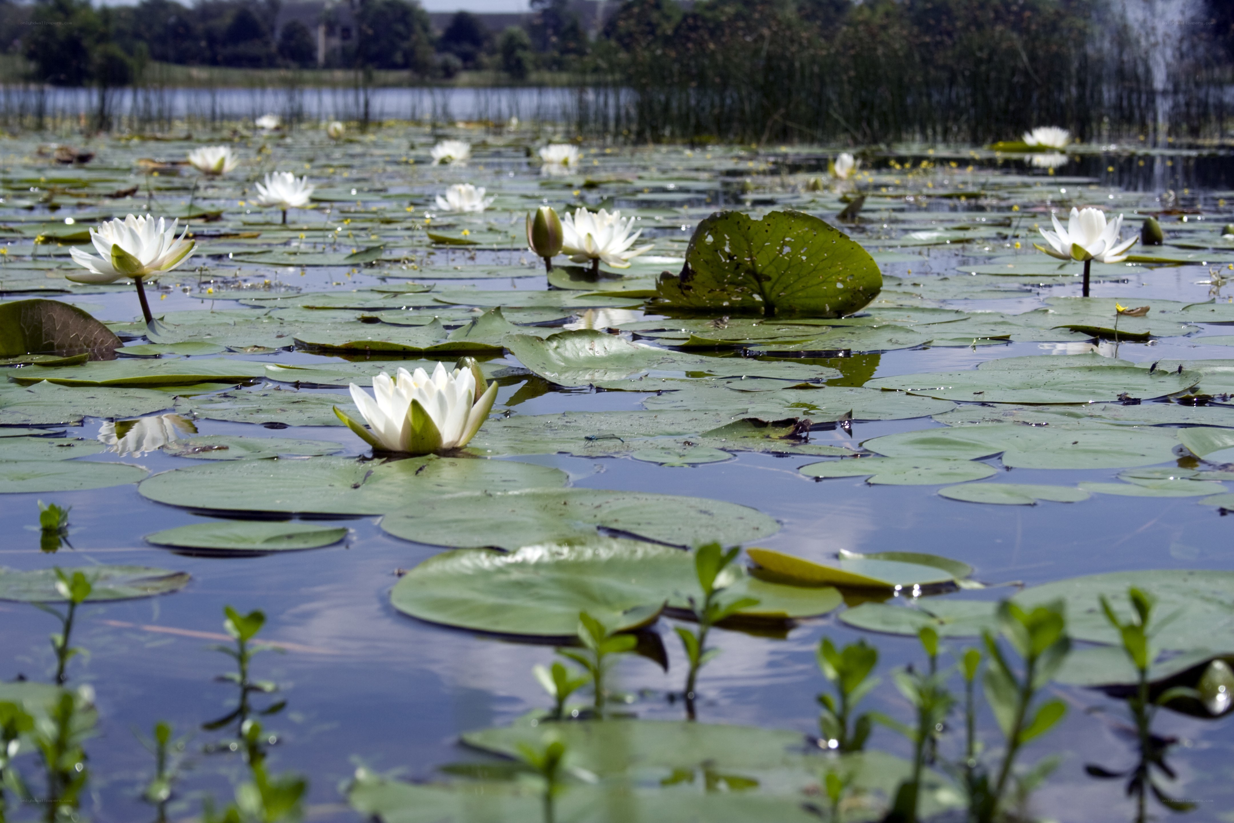 White lilies on a pond