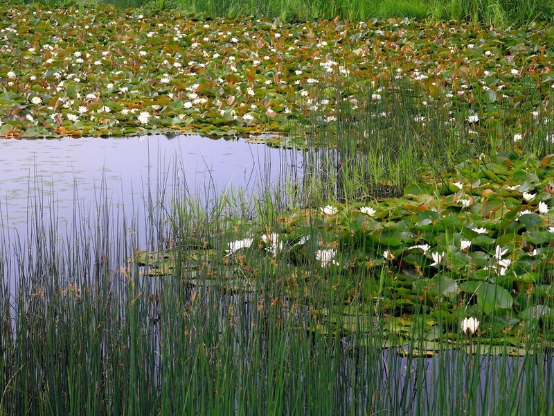 White lilies on a pond