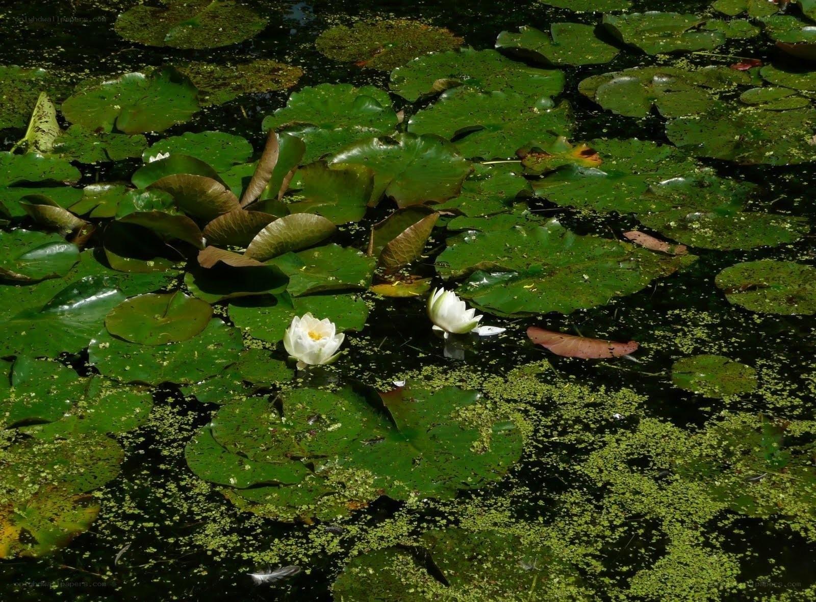 White lilies on a pond