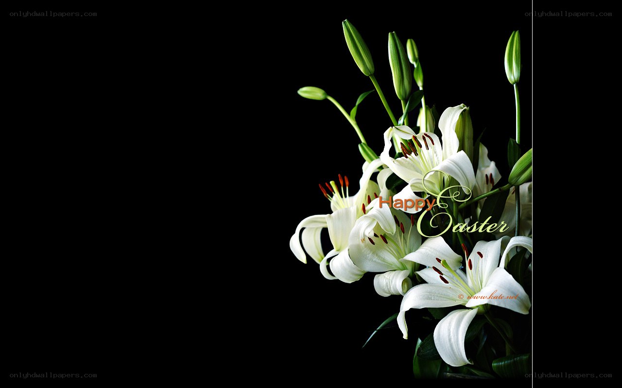 White lilies on black background
