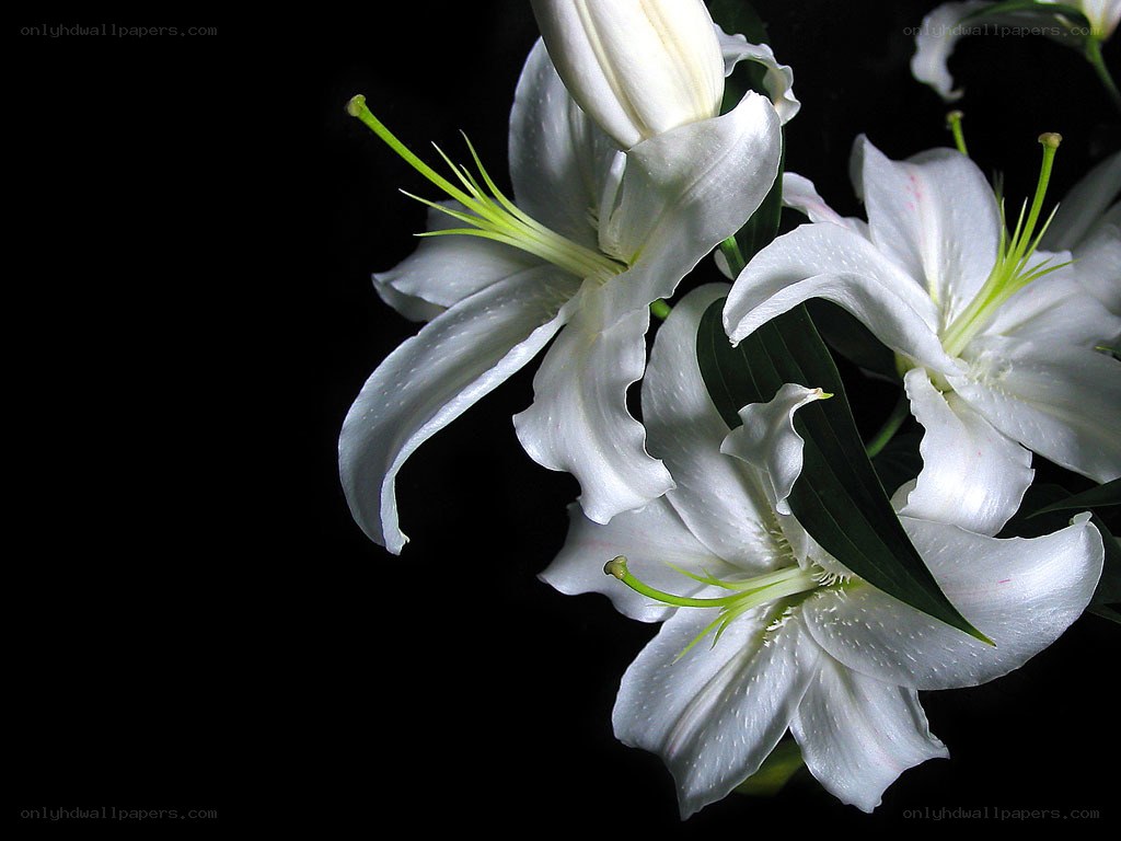White lilies on black background