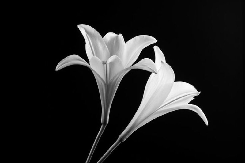 White Lilies on Black — Dramatic, Photograph, Flowers