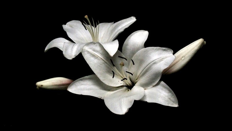 White Lilies on Black — Dramatic, Photograph
