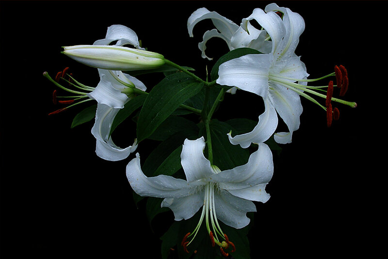 White Lilies on Black — Dramatic