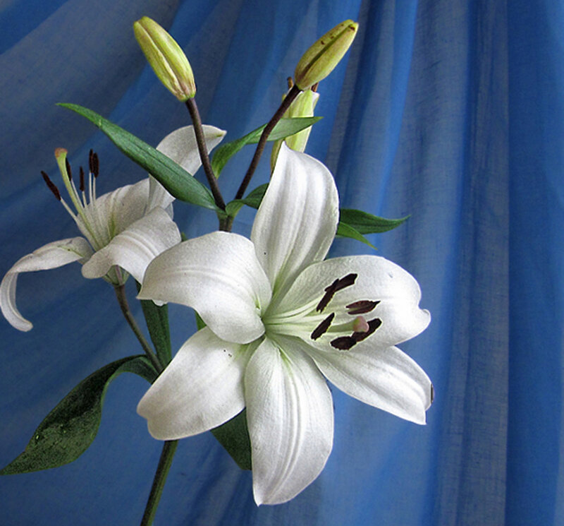 White Lilies on Blue — Calm, Photograph