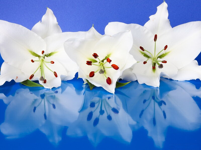 White Lilies on Blue — Calm