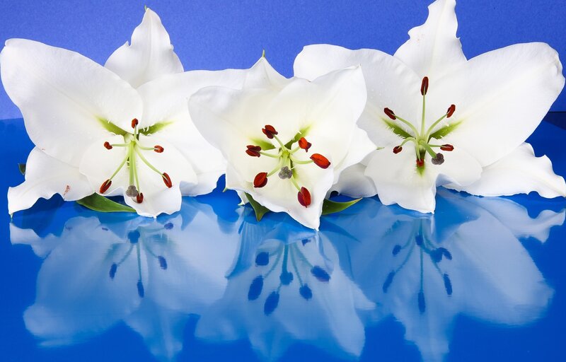 White Lilies on Blue — Serene, Photograph