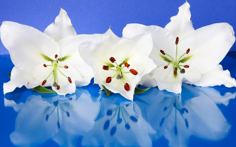 White Lilies on Blue — Serene
