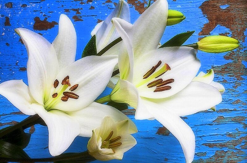 White Lilies on Blue Wood