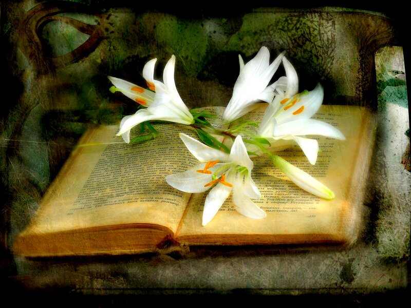 White Lilies on Book — Serene, Photograph
