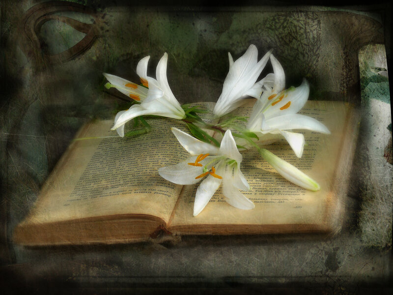 White Lilies on Book — Serene