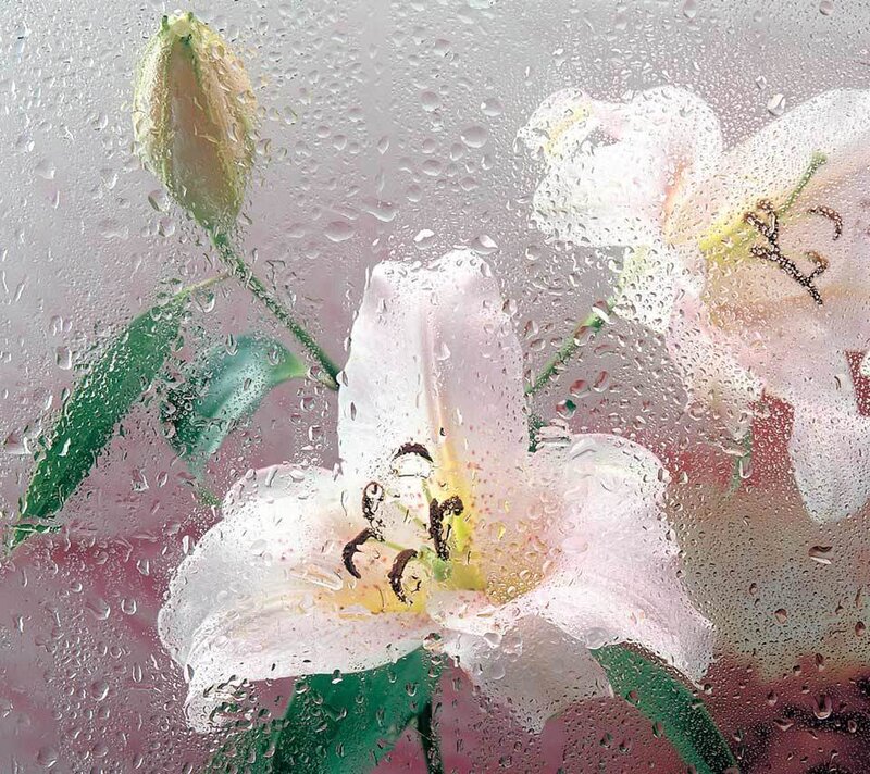 White Lilies Through Glass