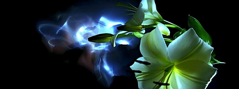 White Lilies with Blue Light — Black