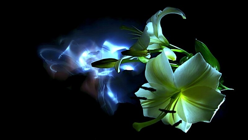 white lilies with blue light